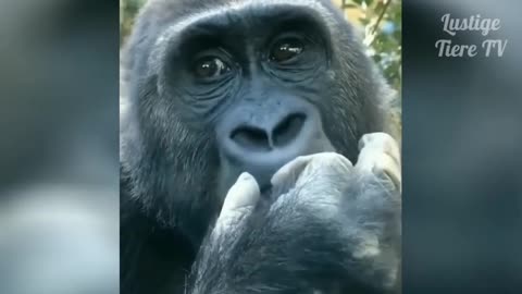 chimpanzee eating its nose's substance