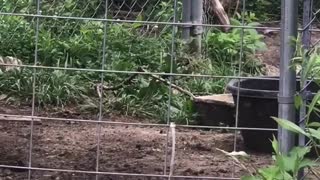 Happy Pig Spins Circles for Owner