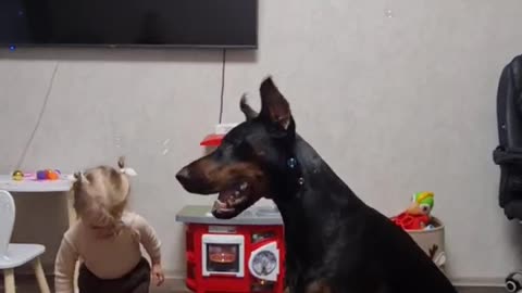 Dobermann Playing With Soap Bubbles