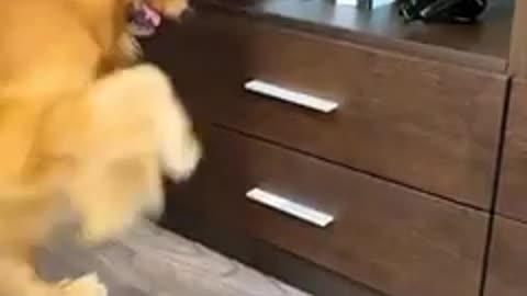 golden retriever takes care of pregnant wife