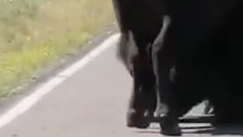 Yellowstone tourists warned to move away from Bison fight.