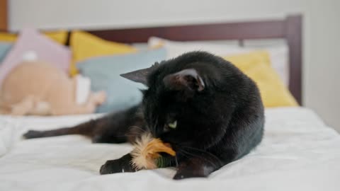 Funny Cat playing with her toy!!!