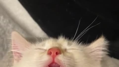 Cute cat snores