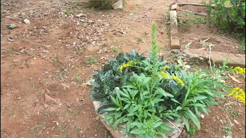 New flowers blooming together with birds adorned the flowers