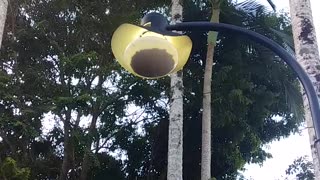 9.12.2023 Public Lighting, Kuranda