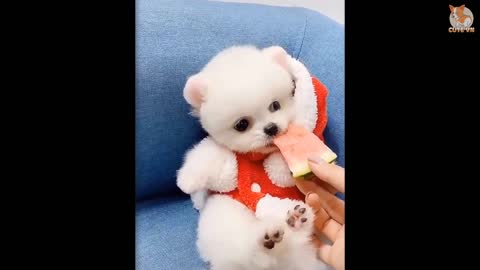😍 Mini Pomeranian - Funny and Cute Pomeranian - CuteVN Animals