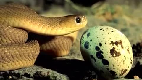 snake & egg
