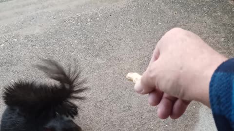 Feeding Black Squirrel Peanuts