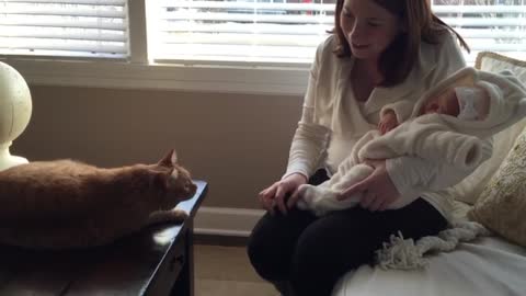 Cat meets baby for First time