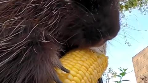 Hedgehog is eating corn