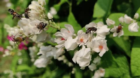 Bees feeding on the nectar of full bloom flowers