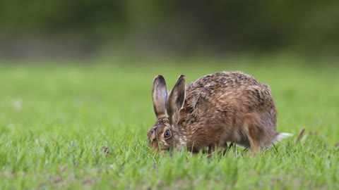 Hare Grazing on Grassland
