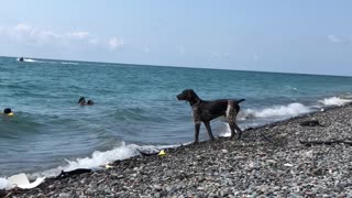 Focused Dog Has a Mission to Keep a Clean Beach