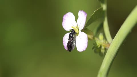 Maskerbij in de tuin