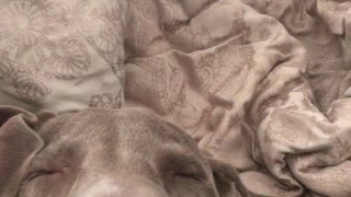 Grey dog looks like old man sleeping between white blankets with mouth slightly open