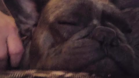Little Frenchie makes the most epic snoring sounds