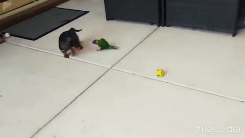 Dog and parrot playing ball