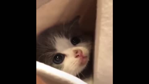 Baby cats so cute that you will melt in your sofa