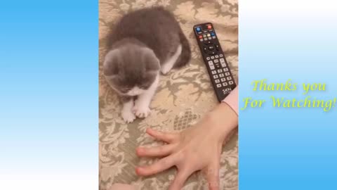 cute cat, dog funny animal video #1