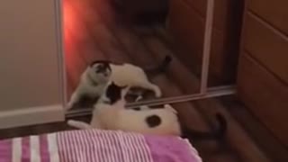 Brutal Cat Fight Until The Death - Jan 2nd 2015