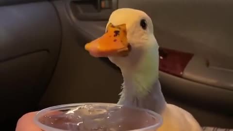 This duck is funny