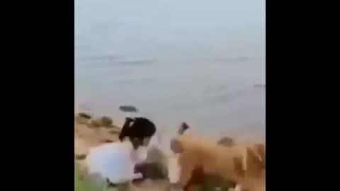 Amazing rescue by the dog