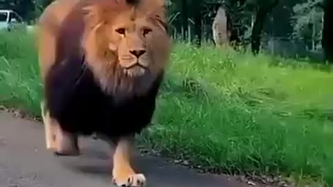 Lion swig on road