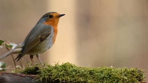 Naturel Robin brid European robin__ red breast__ European brid 02