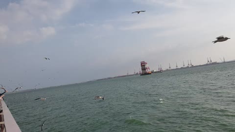 Seagulls at the Seaside Park