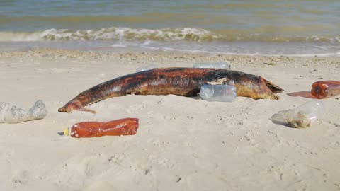 Dolphin thrown out by the waves lies on the beach is surrounded by plastic garbage