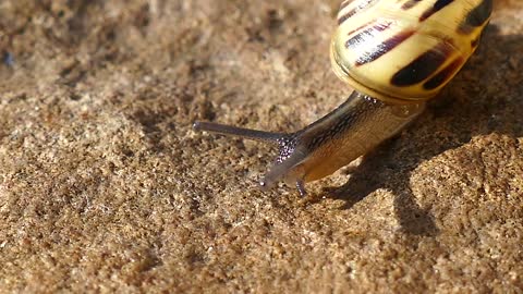 snail enjoys walking under sun
