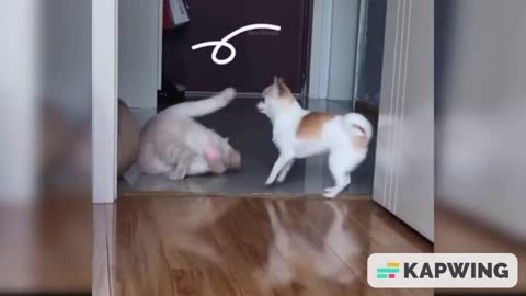 Cute Cats playing with balls