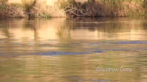 Otter in the River Severn U.K