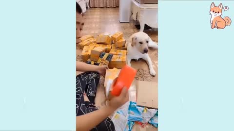 Collection of funny and intelligent puppy dogs