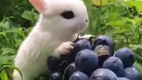 You will definitely love this , cute rabbit 🐰🐰 animals love...