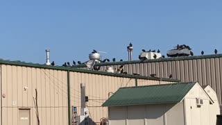 Turkey Vultures Congregate