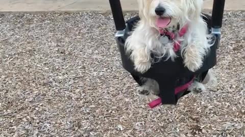 White dog sitting down on swing with tongue out