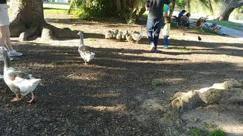 Children playing with the geese in the park