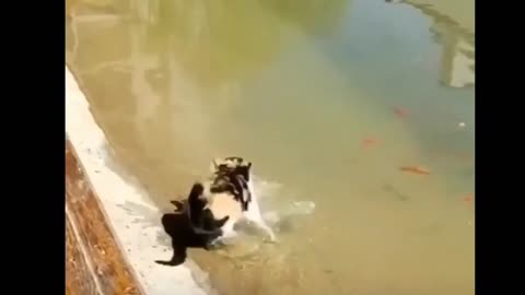 Funny animals #funny_animal_cut #cat #dogs...#videos///==