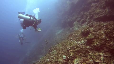 Roatan Island Moray Eel Encounter
