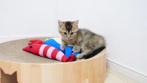 Kitten slept with his buddy toy and cute sleeping face