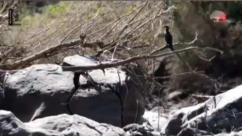 Ethiopian Wildlife, Nature Videos | Awash National Park Documentary | Amazing place