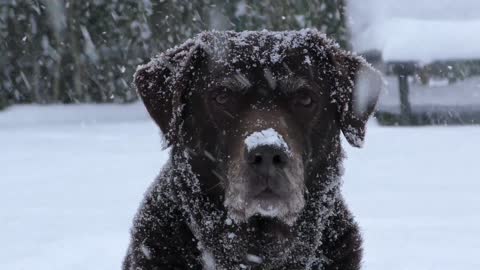 Dog love cold weather ....