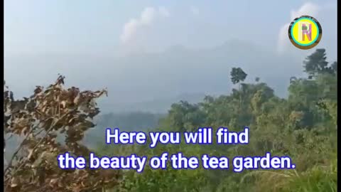 Journey to Cianten Tea Garden, Bogor, Indonesia