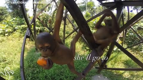 Motherless Baby Orangutan Is Loved For the First Time