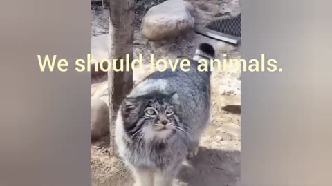 rumble Cat Love Video | Funny Cat Videos | Comedy Videos | Animal love Funny Videos