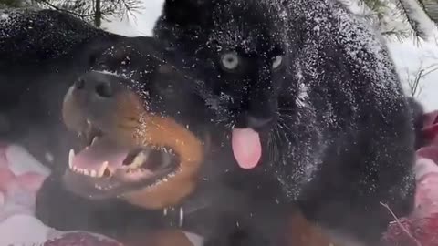 cute dogs playing in snow