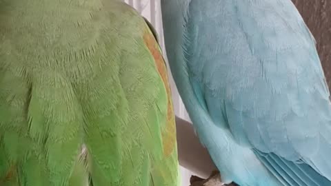 Talking parrots being cute