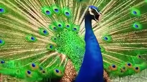Amazing colourfull peacock
