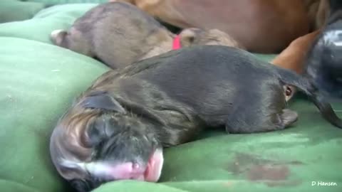 Amazing New Birth Dog lover
